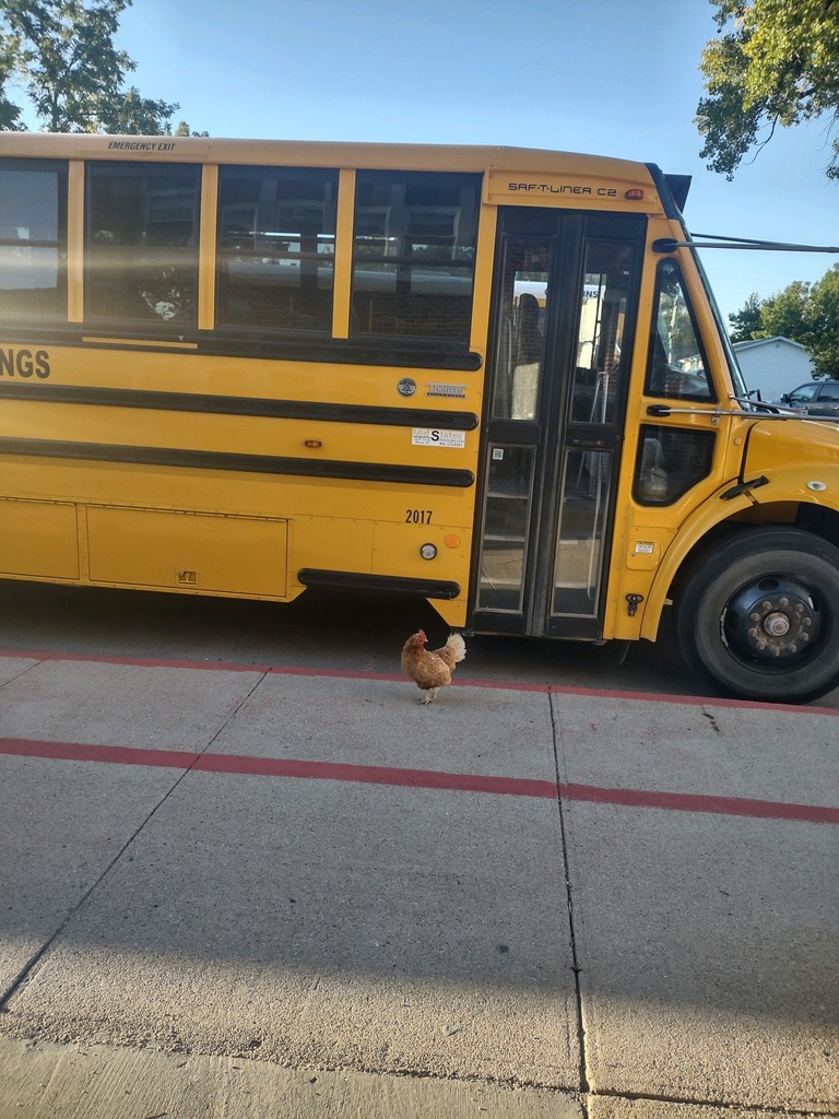 Why did the chicken ride the bus to school?